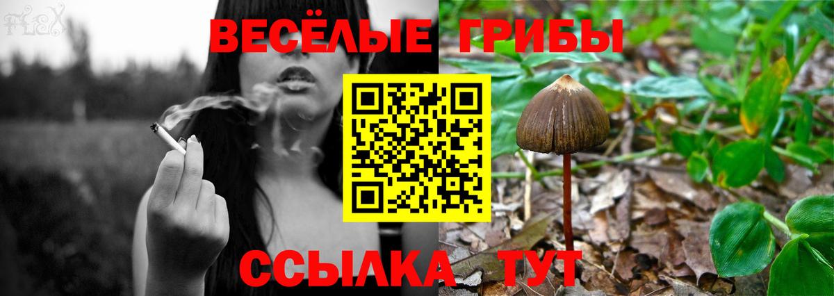 Галлюциногенные грибы Psilocybe  Вход с VPN  Аша 